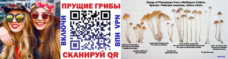 OMG ONION  Курск  сайты даркнета клад  Псилоцибиновые грибы Magic Shrooms 